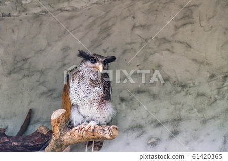 The barred eagle-owl The barred eagle-owl 61420365