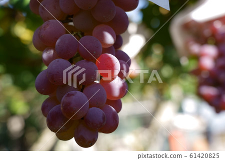 Grape  61420825