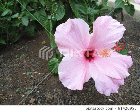 Hibiscus found in Hawaii Hibiscus found in Hawaii 61420953