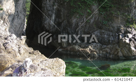 筱川流梅根岩洞,狗和海藻 筱川流梅根岩洞,狗和海藻 61421047