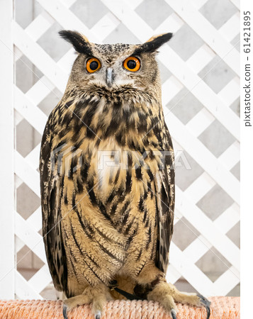 Eurasian eagle owl, owl Eurasian eagle owl, owl 61421895