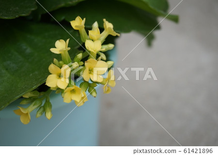 Kalanchoe flowers 61421896