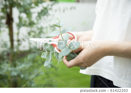 桉樹修剪 桉樹修剪 61422203