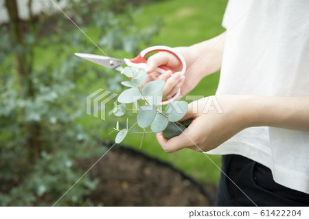 桉樹修剪 61422204