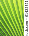 texture of green palm leaf  61422321