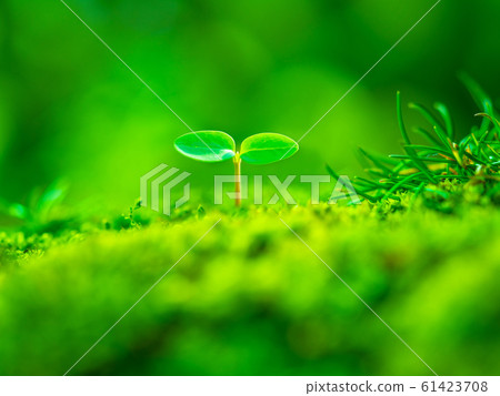 植物幼苗 植物幼苗 61423708