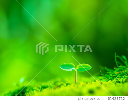 植物幼苗 61423712