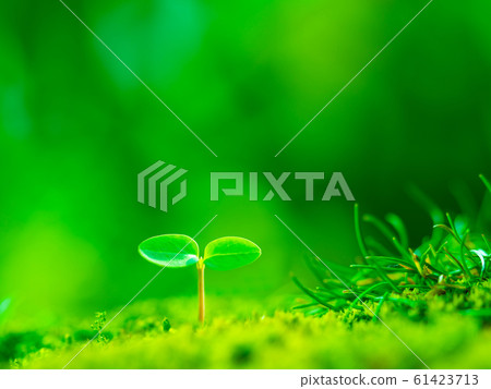 植物幼苗 61423713