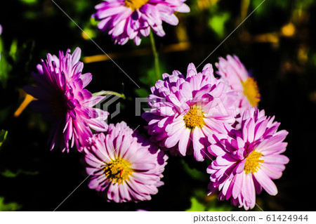 Pink flowers Pink flowers 61424944