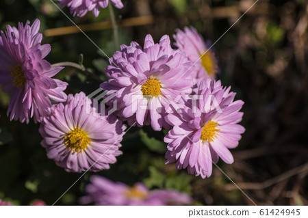 Pink flowers Pink flowers 61424945