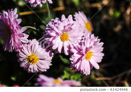Pink flowers Pink flowers 61424946