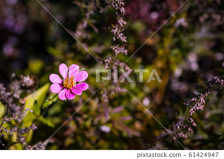Pink flowers Pink flowers 61424947