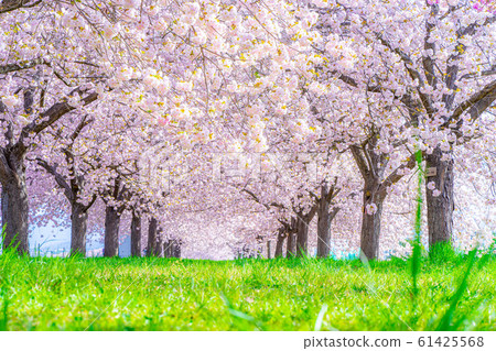 Chikuma River Sakuratsutsumi Yaezakura Cherry Trees [Nagano Prefecture] 61425568