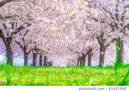 Chikuma River Sakuratsutsumi Yaezakura Cherry Trees [Nagano Prefecture] 61425569