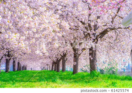 Chikuma River Sakuratsutsumi Yaezakura Cherry Trees [Nagano Prefecture] 61425574