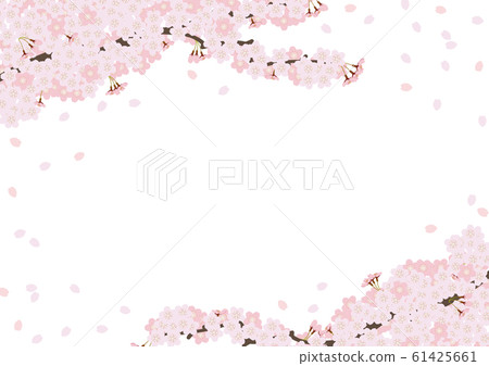 Cherry blossoms in full bloom white background - Stock Illustration ...
