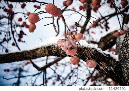 Persimmon tree with snow Persimmon tree with snow 61426391