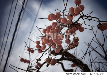 Persimmon tree with snow Persimmon tree with snow 61426395
