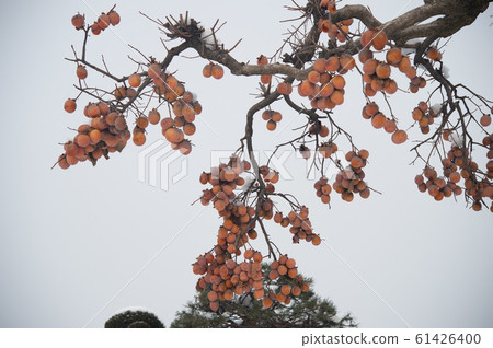 Midwinter persimmon tree Midwinter persimmon tree 61426400