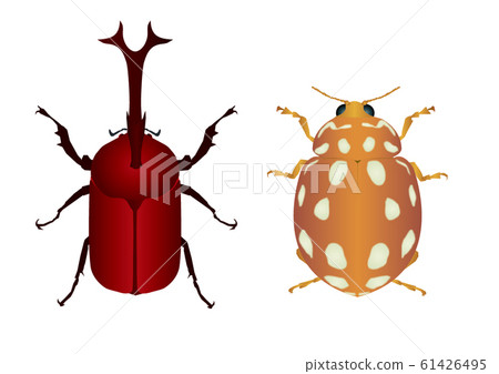 Beetle and moor ladybird 61426495