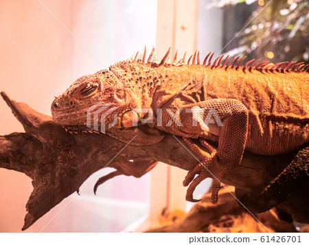 鬣蜥,紅鬣蜥 鬣蜥,紅鬣蜥 61426701