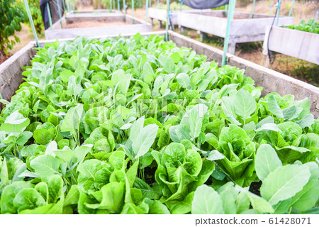 fresh vegetables lettuce leaf in the garden green fresh vegetables lettuce leaf in the garden green 61428071