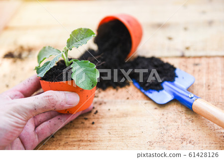 Hand planting flowers in pot with soil on wooden 61428126