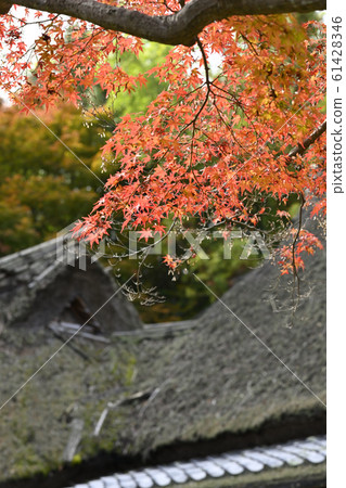 The roof and the autumnal leaves The roof and the autumnal leaves 61428346