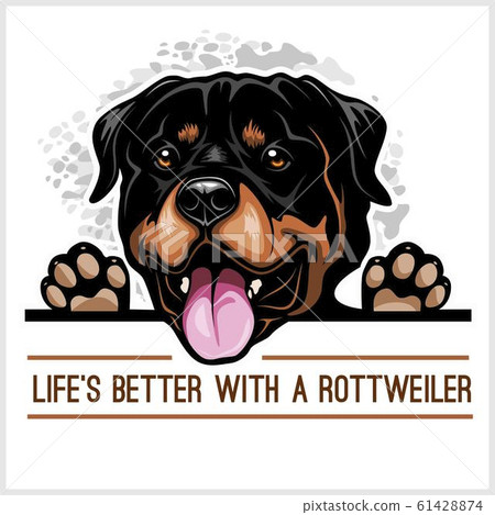 Rottweiler - Peeking Dogs - breed face head isolated on white 61428874