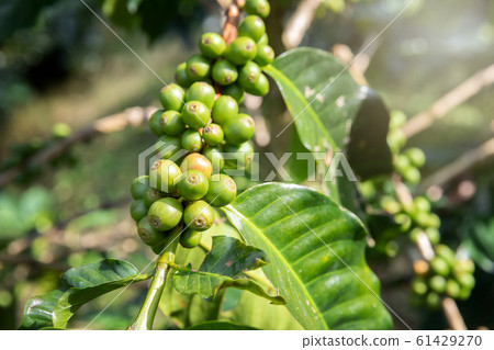 Coffee tree with green coffee berries on cafe plantation. 61429270