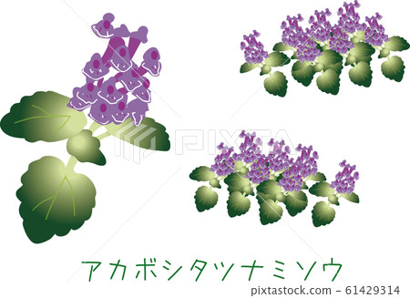 Tropical Amami plants rare species Tropical Amami plants rare species 61429314