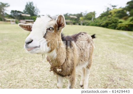 Close-up of a white and brown goat faced in a park 61429443