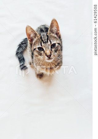 Young European Shorthair cat with kinked tail 61429508
