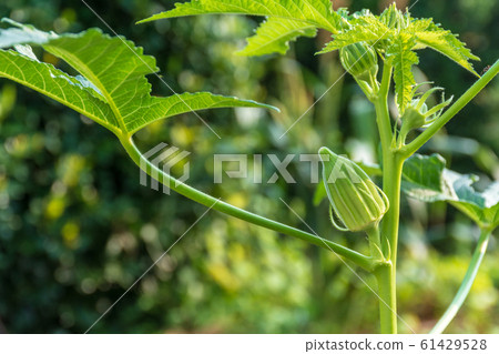Okra, star of David 61429528