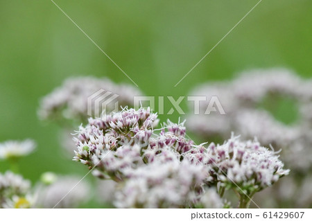 Fuji Bakama 61429607