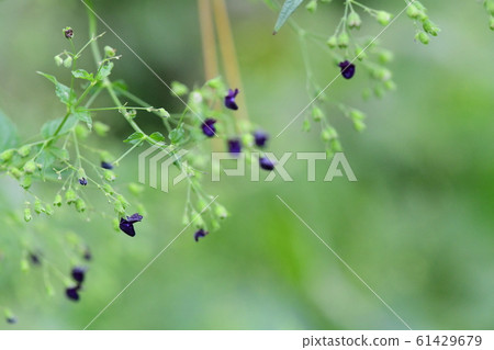 Kurobanahikiokoshi 61429679