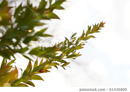 植物天空 61430800