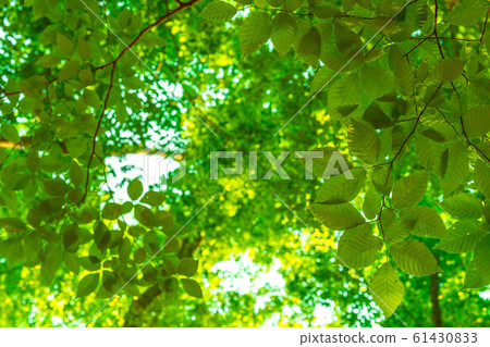 Fresh green and eco image Fresh green and eco image 61430833