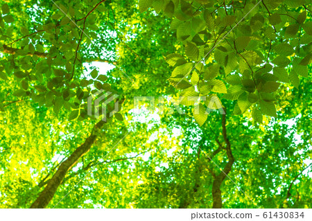 Fresh green and eco image Fresh green and eco image 61430834
