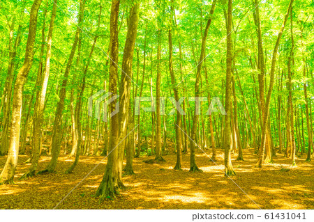 Fresh green and eco image Fresh green and eco image 61431041