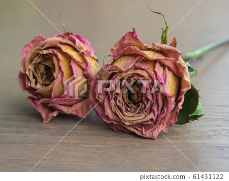 Dried Roses on Wood Background. Dried Roses on Wood Background. 61431122