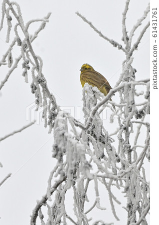 Buntings - Emberiza Citrinella on brunches Buntings - Emberiza Citrinella on brunches 61431761