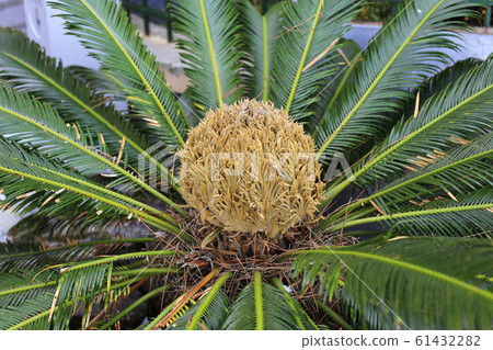 Female cone and foliage of cycas revoluta Female cone and foliage of cycas revoluta 61432282