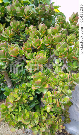 Crassula or Money tree succulent plant Crassula or Money tree succulent plant 61432289
