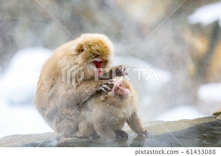 Nagano Prefecture Jigokudani Yaen-Koen Hot Spring Monkey Nagano Prefecture Jigokudani Yaen-Koen Hot Spring Monkey 61433088