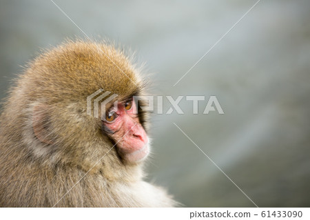 Nagano Prefecture Jigokudani Yaen-Koen Hot Spring Monkey 61433090
