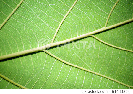 Green leaf pattern from the teak tree, Large leaf. Green leaf pattern from the teak tree, Large leaf. 61433804