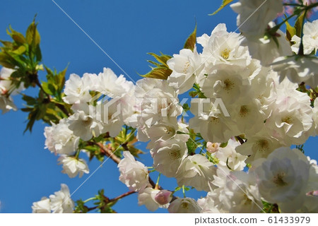Blue sky and white double cherry blossoms Blue sky and white double cherry blossoms 61433979