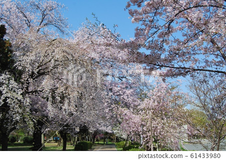 櫻花盛開的公園景觀 櫻花盛開的公園景觀 61433980