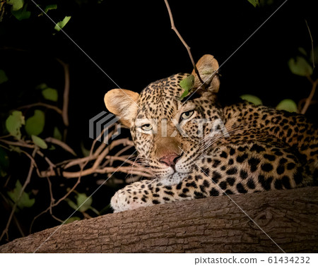 Leopard over the branch at night looking at the camera 61434232